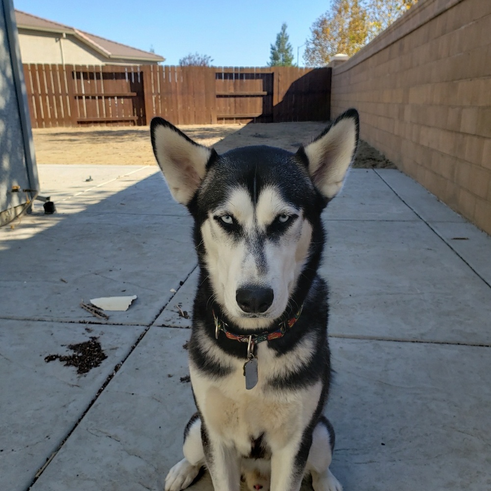 Meet your Posher, Dennis